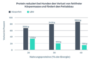 Protein reduziert bei Hunden den Verlust von fettfreier Körpermasse (LBM) und fördert den Fettabbau. Dieses Diagramm zeigt den prozentualen Verlust (Körperfett und fettfreie Körpermasse) gegenüber dem prozentualen Anteil an Nahrungsproteinen im Futter. 20 % Nahrungsprotein führten zu einem Verlust von 3.350 g Körperfett und 1.700 g LBM. 30 % Nahrungsprotein führten zu einem Verlust von 3.420 g Körperfett und 900 g LBM. 39 % Nahrungsprotein führten zu einem Verlust von 3.800 g Körperfett und 700 g LBM.