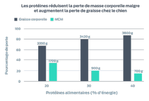 Les protéines réduisent la perte de MCM et augmentent la perte de graisse chez le chien Ce graphique indique le pourcentage de perte (masse grasse et masse corporelle maigre) par rapport au pourcentage de protéines alimentaires du régime. 20 % de protéines alimentaires ont entraîné une perte de 3 350 g de graisse corporelle et 1 700 g de masse corporelle maigre. 30 % de protéines alimentaires ont entraîné une perte de 3420 g de graisse corporelle et 900 g de masse corporelle maigre.