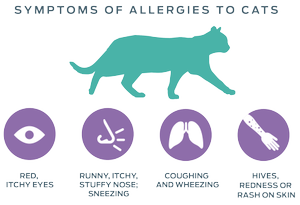 symptoms_of_allergies_of_cats.png