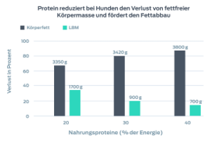 Protein reduziert bei Hunden den Verlust von fettfreier Körpermasse (LBM) und fördert den Fettabbau. Dieses Diagramm zeigt den prozentualen Verlust (Körperfett und fettfreie Körpermasse) gegenüber dem prozentualen Anteil an Nahrungsproteinen im Futter. 20 % Nahrungsprotein führten zu einem Verlust von 3.350 g Körperfett und 1.700 g LBM. 30 % Nahrungsprotein führten zu einem Verlust von 3.420 g Körperfett und 900 g LBM. 39 % Nahrungsprotein führten zu einem Verlust von 3.800 g Körperfett und 700 g LBM.