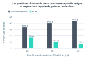 Les protéines réduisent la perte de MCM et augmentent la perte de graisse chez le chien Ce graphique indique le pourcentage de perte (masse grasse et masse corporelle maigre) par rapport au pourcentage de protéines alimentaires du régime. 20 % de protéines alimentaires ont entraîné une perte de 3 350 g de graisse corporelle et 1 700 g de masse corporelle maigre. 30 % de protéines alimentaires ont entraîné une perte de 3420 g de graisse corporelle et 900 g de masse corporelle maigre.