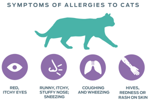 symptoms_of_allergies_of_cats.png