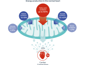 energy production in the normal heart