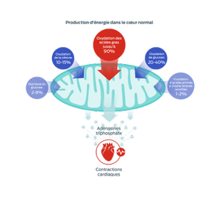 graphique sur les acides gras