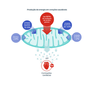 gráfico de ácidos graxos