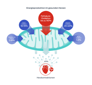 Grafik zum Thema Fettsäuren