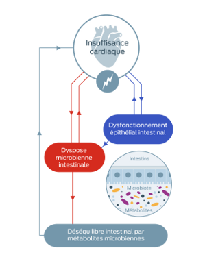 diagramme sur l'insuffisance cardiaque