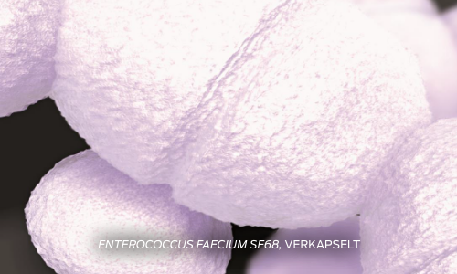 purina-institute-probiotika-enterokokken