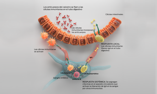 inmunidad-y-calostro