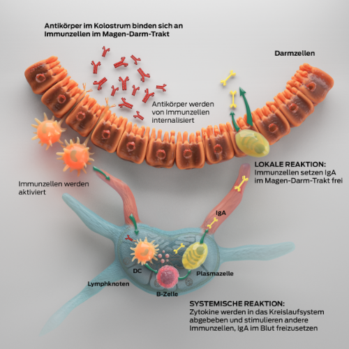 immunität-und-kolostrum