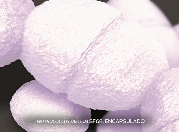 Instituto Purina Probióticos Enterococcus