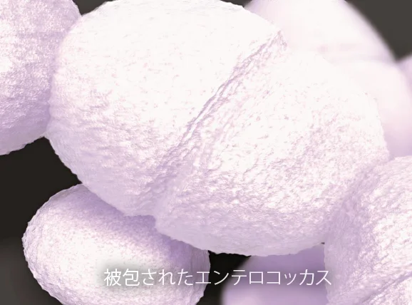 Purina Institute プロバイオティクス enterococcus(エンテロコッカス)