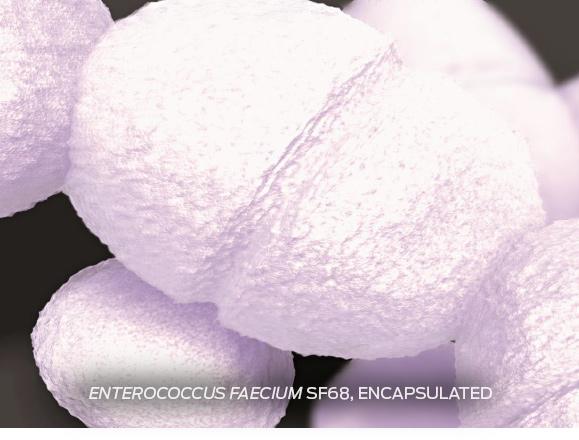 purina-institute-enterococcus