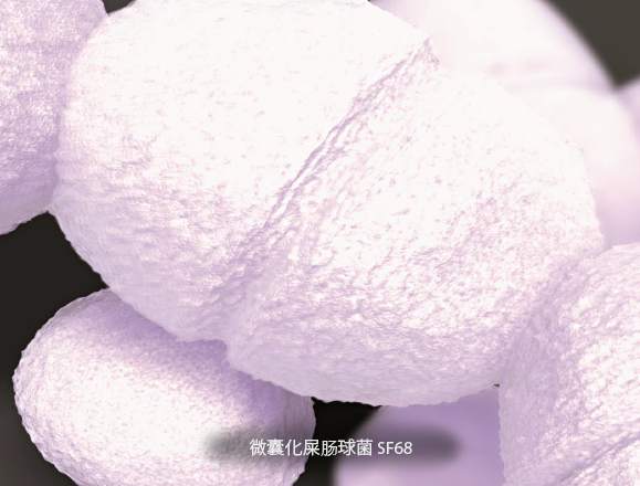 普里纳益生菌肠球菌研究所