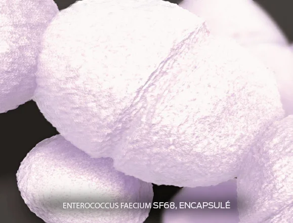 purina-institute-entérocoques