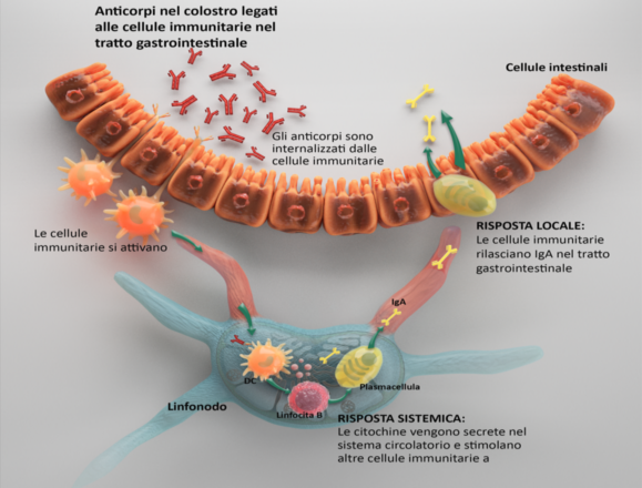 immunità-e-colostro