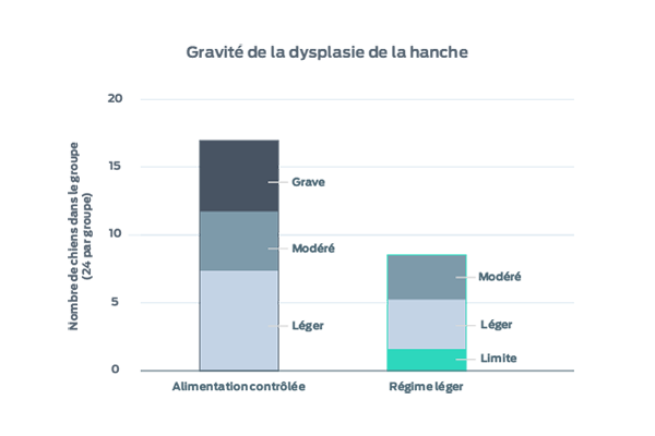 gravité de la dysplasie de la hanche chez le chien