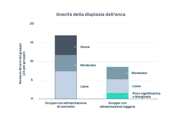gravità della displasia dell'anca nei cani