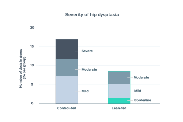 severity of hip dysplasia in dogs