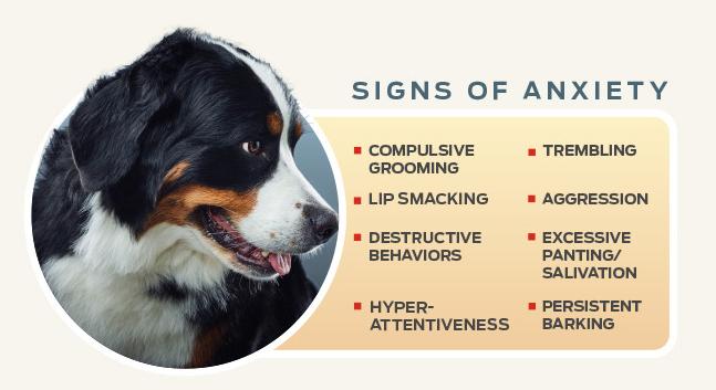 purina-institute-gut-brain-signs-of-anxiety