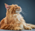 chat roux