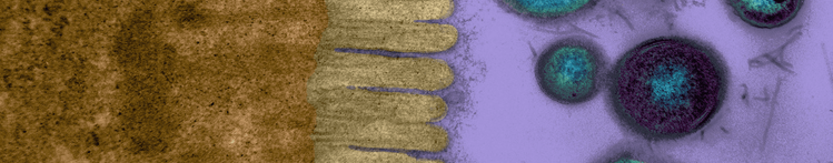 Microvilli Banner