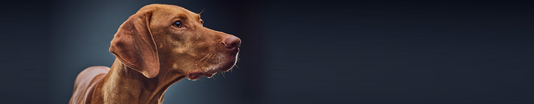 comportements associés au vieillissement