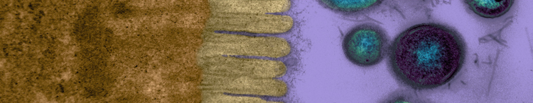 MICROVILLOSITÉS ET BACTÉRIES