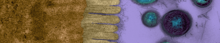 Microvilli Banner