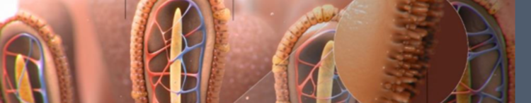 普里纳-研究所-益生元