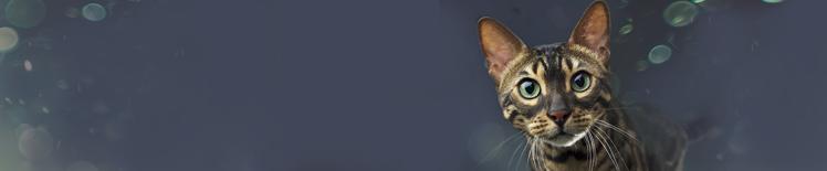 neutralizing-allergens-landing-page