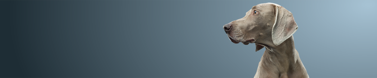 short hair grey dog looking left