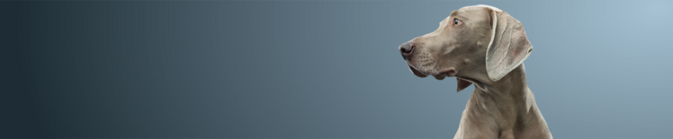 Kurzhaariger grauer Hund schaut nach links