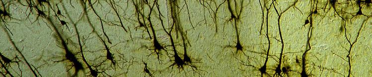 herói de desenvolvimento inicial