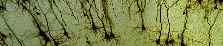 héros du développement précoce