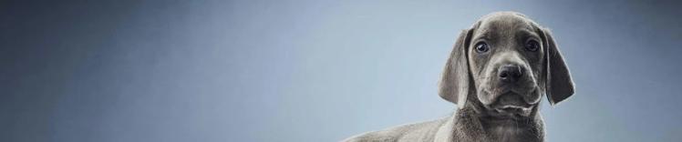 investigacion purinas