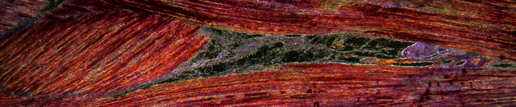 Définition d'une condition physique saine