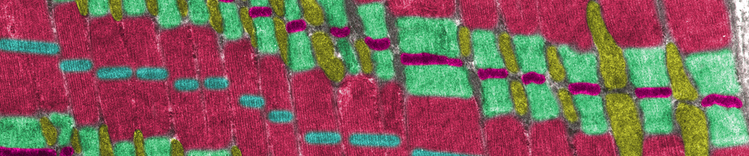 mitocôndria e músculo