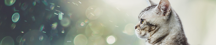 purina-institute-wissenschaft-hinter-der-entdeckung