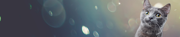 Haarfarbe und -länge haben keinen Einfluss auf die Allergenproduktion