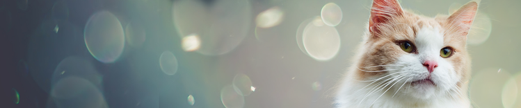 Evitare i gatti potrebbe non eliminare le reazioni allergiche