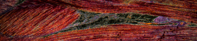 Definition der gesunden Körperkondition