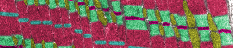 mitochondries et muscles