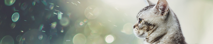 purina-institute-wissenschaft-hinter-der-entdeckung