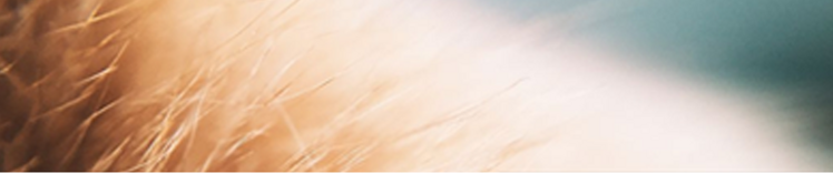 猫毛不是引起猫过敏的原因