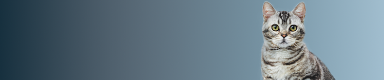 grey striped cat looking at the camera with blue gradient background