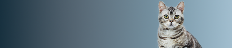 grey striped cat looking at the camera with blue gradient background