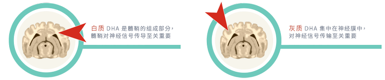 早期发育的白质和灰质