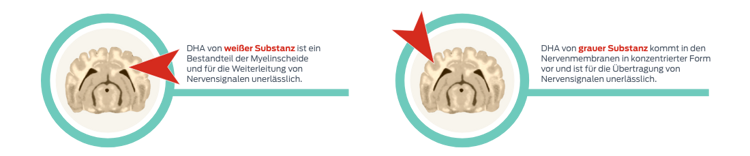 frühe Entwicklung der weißen und grauen Substanz