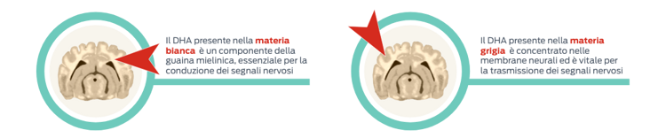 sviluppo iniziale della materia bianca e grigia